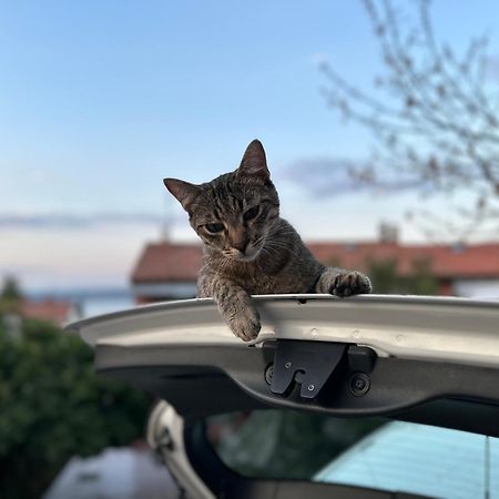 Pri Piratski Macki - At The Pirate Cat - Dal Gatto Pirata Koper Bagian luar foto