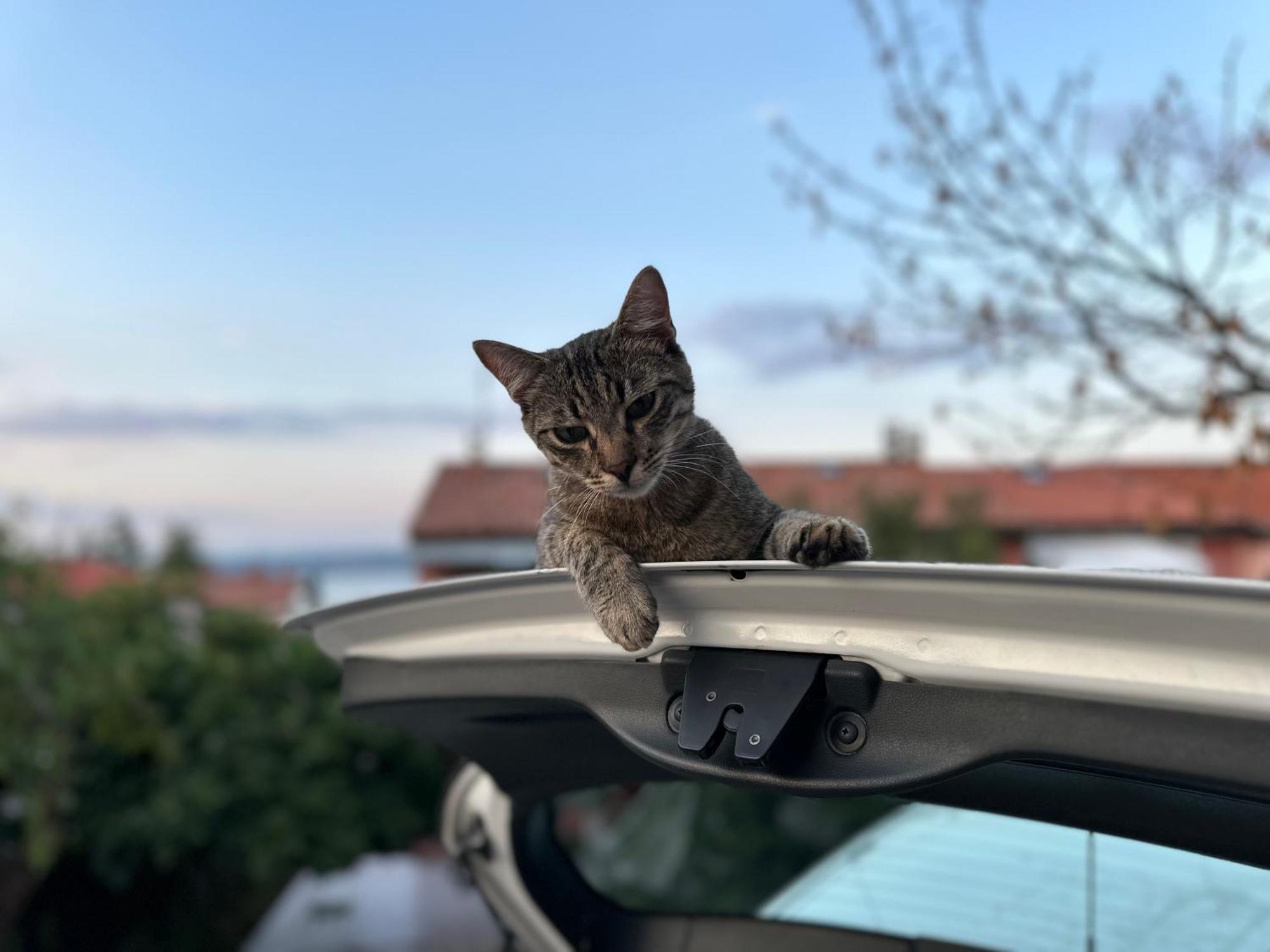 Pri Piratski Macki - At The Pirate Cat - Dal Gatto Pirata Koper Bagian luar foto